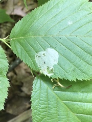 Phyllonorycter tritaenianella