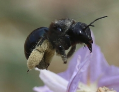 Xylocopa californica arizonensis