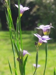 Sisyrinchium