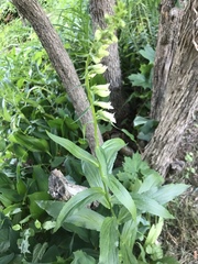 Digitalis lutea