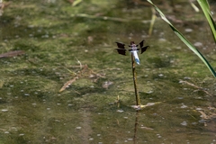 Plathemis lydia