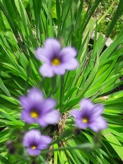 Sisyrinchium