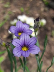 Sisyrinchium