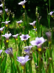 Sisyrinchium