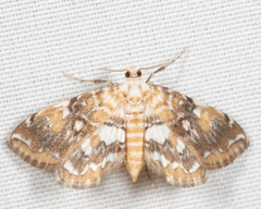 Elophila faulalis