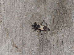 Microtomus luctuosus