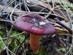 Russula purpureoflava
