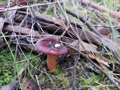 Russula purpureoflava
