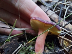 Russula purpureoflava
