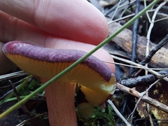 Russula purpureoflava