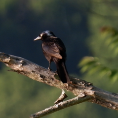 Quiscalus quiscula versicolor