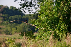 Quiscalus quiscula versicolor