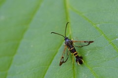 Synanthedon rhododendri