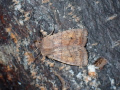 Eupsilia tristigmata