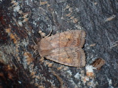 Eupsilia tristigmata