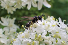 Parancistrocerus pensylvanicus