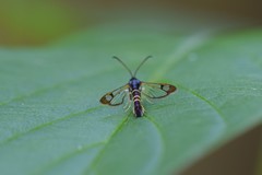 Synanthedon rhododendri