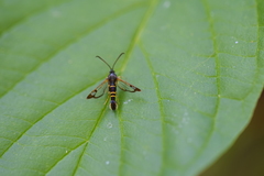 Synanthedon rhododendri