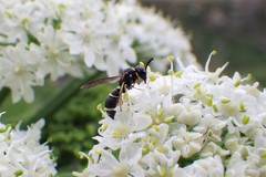 Parancistrocerus pensylvanicus