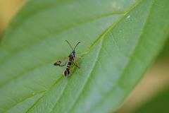 Synanthedon rhododendri