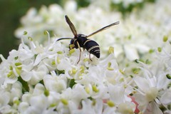 Parancistrocerus pensylvanicus