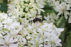 Parancistrocerus pensylvanicus