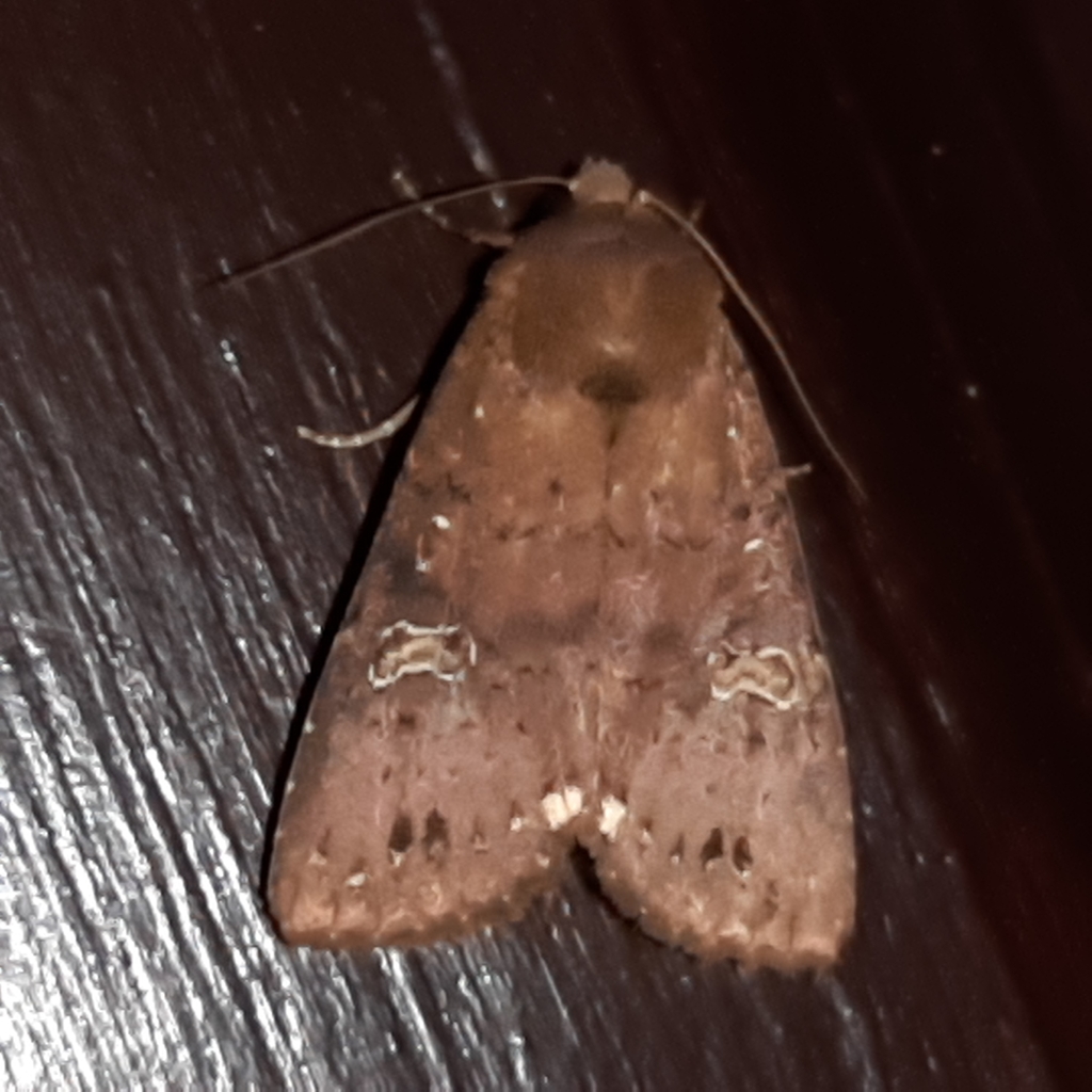 Eriopyga limonis