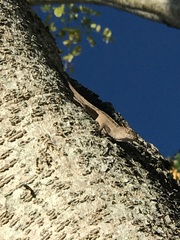 Anolis sagrei