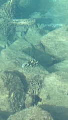 Plectorhinchus vittatus