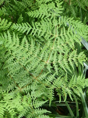 Histiopteris