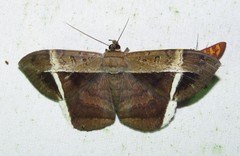 Hemeroblemma mexicana