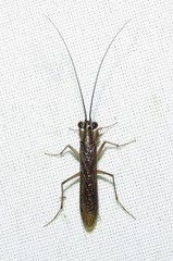 Mantoida