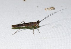 Mantoida