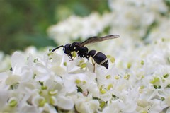 Parancistrocerus pensylvanicus