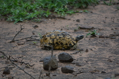 Eastern Hinged-Back Tortoise