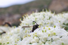 Parancistrocerus pensylvanicus