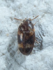 Litargus balteatus