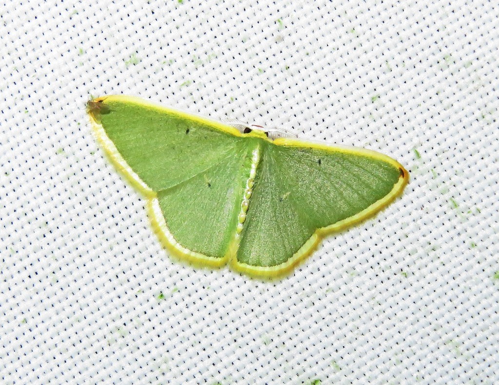 Oospila flavilimes