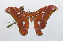Rothschildia hesperus