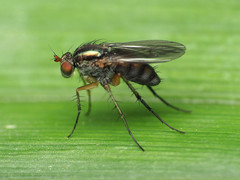 Dolichopus bifractus