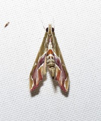 Agathodes designalis
