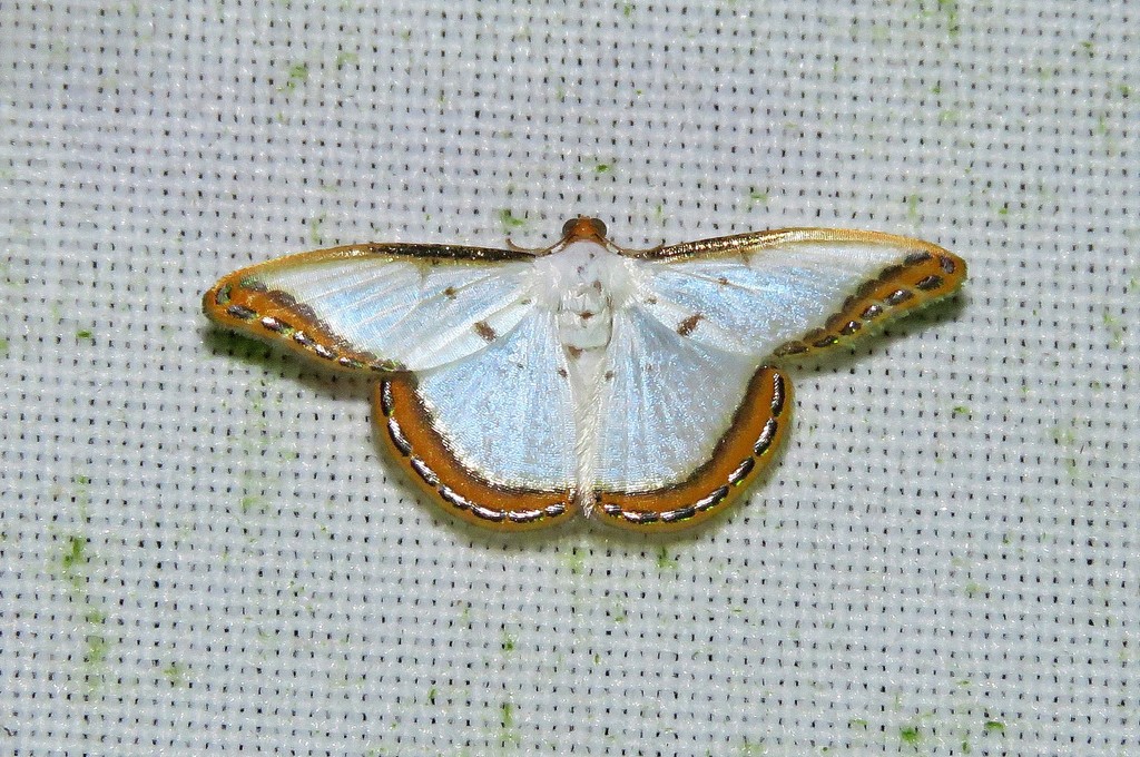 Leuciris distorta
