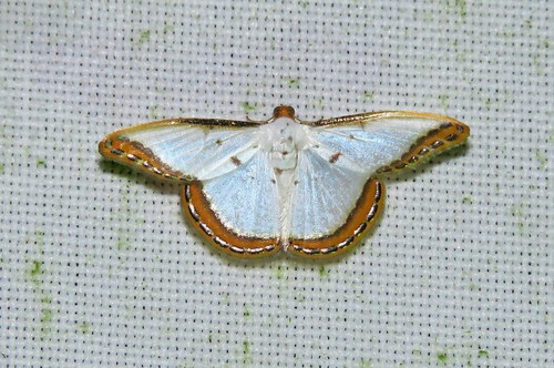 Leuciris distorta