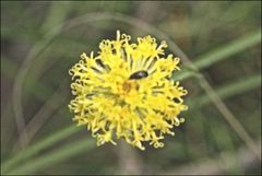 Leptorhynchos nitidulus