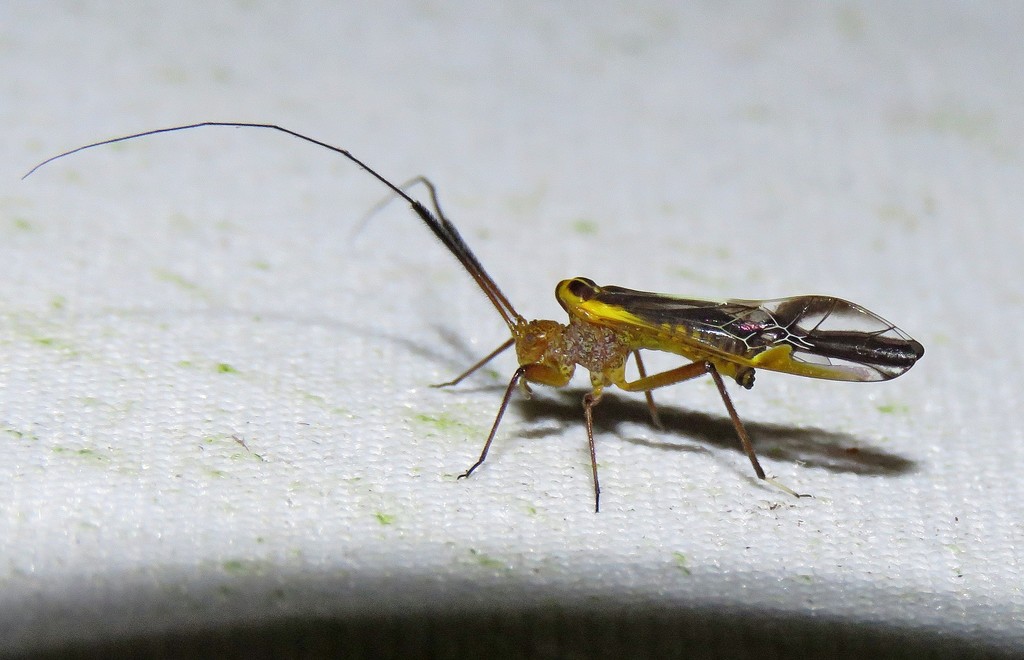 Poecilopsocus leucotelus