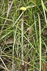 Leptorhynchos nitidulus