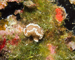 Glossodoris rufomarginata