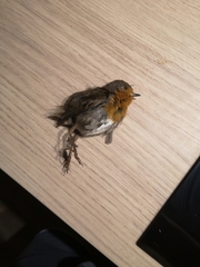 Erithacus rubecula