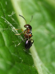 Encyrtus