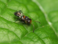 Encyrtus